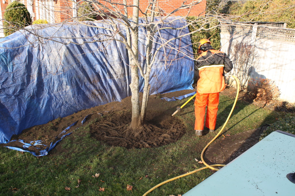 Root Excavation