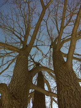 Tree Cabling and tree Bracing