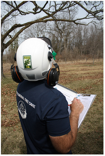 Tree Consultation