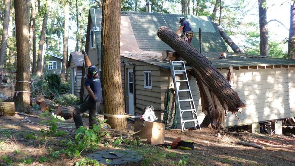 tree storm damage