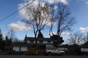 Maple with lion-tailing