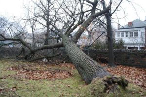 Oak tree storm damage in Peterborough Results of change of grade