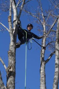 Certified Arborist