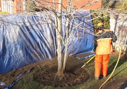 Logan Tree Experts uses an air spade to safely expose the roots of a young tree in order to correct roots and ammend the soil.