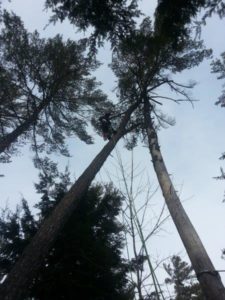 Lake Ice tree work