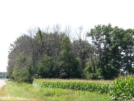Emerald Ash Borer