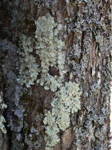 lichen4