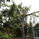 storm damage 3