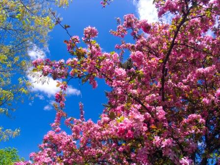 fruit tree
