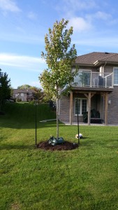 Tree Planting