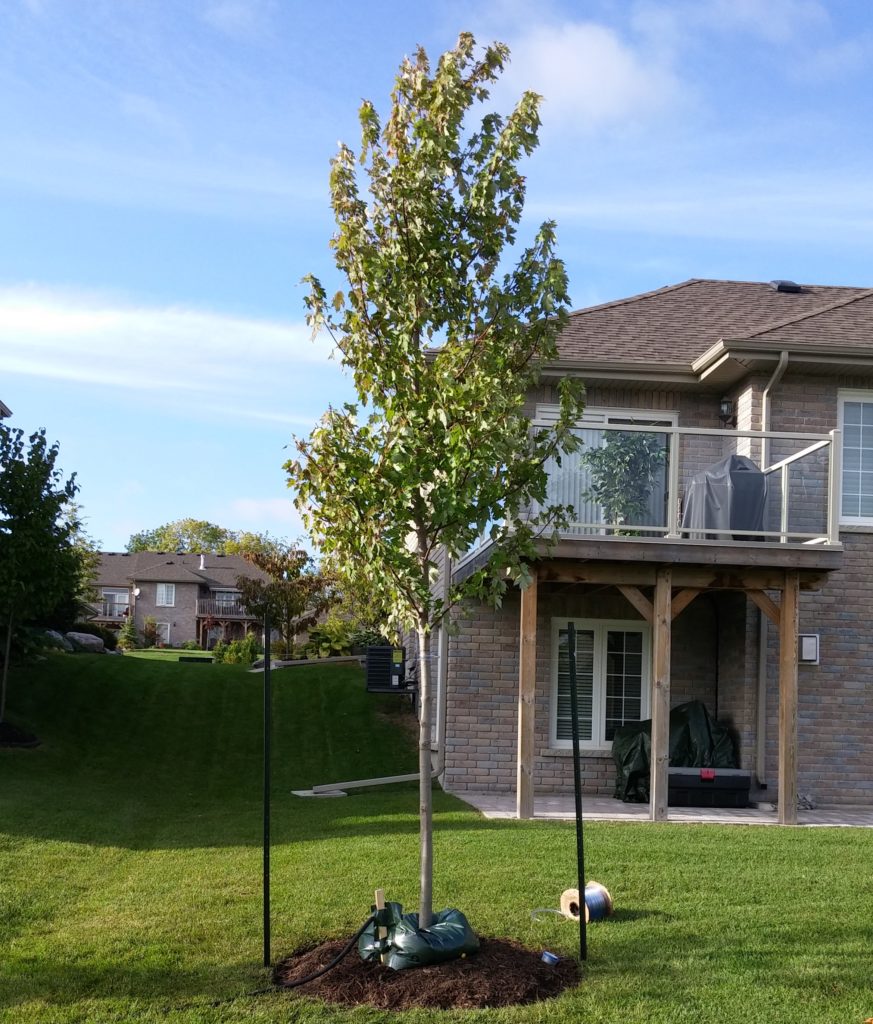 Maple Tree planting