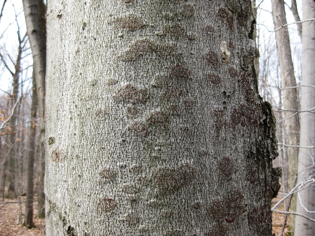Beech Bark Disease