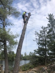 tree removal