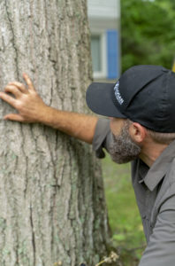 Tree Assessment