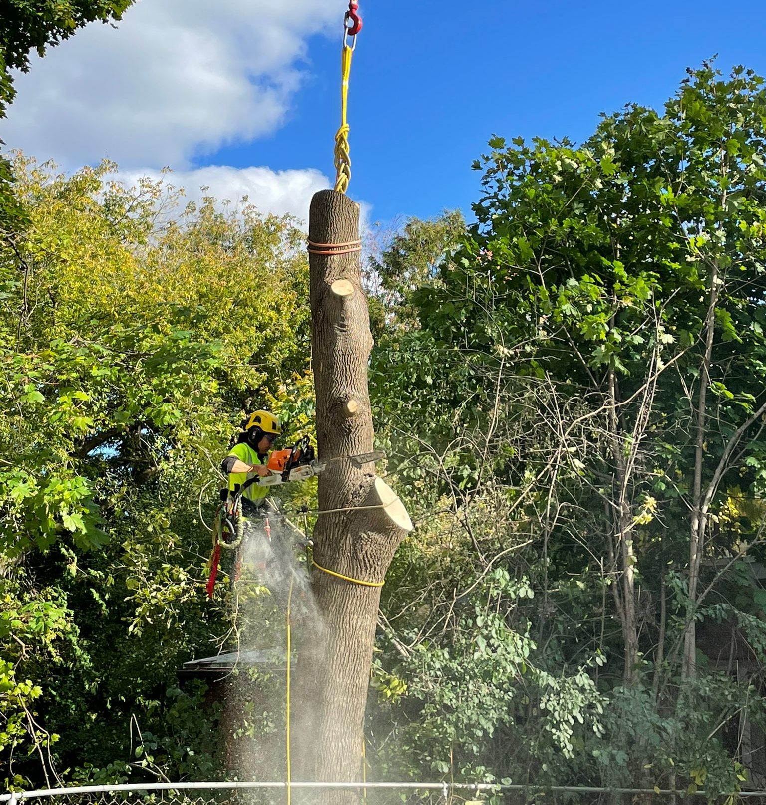 Arborist
