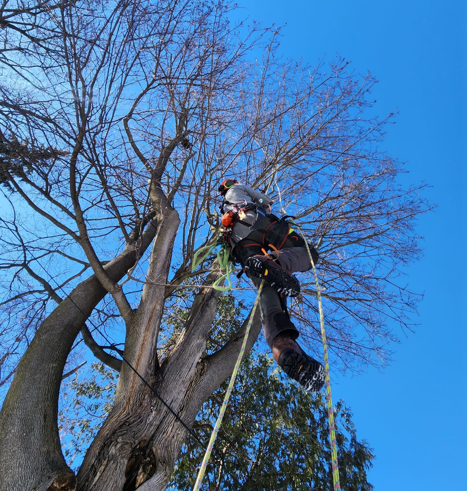 Arborist Crew Leader