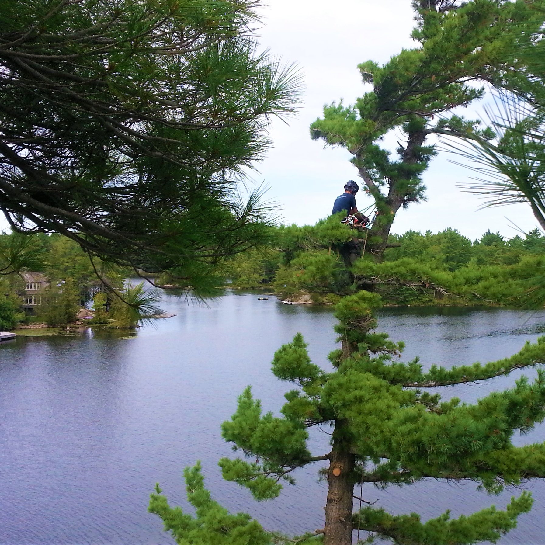 Tree climber