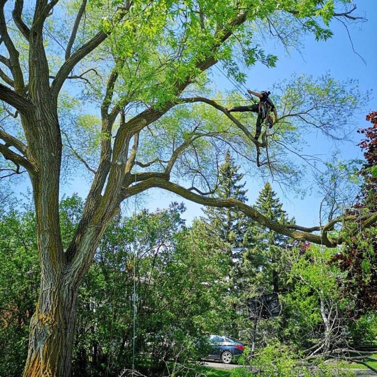 Tree pruning